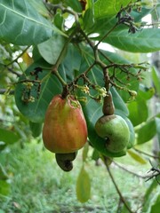 Cashew is the common name of a tropical evergreen tree Anacardium occidentale, in the family Anacardiaceae. It is native to South America