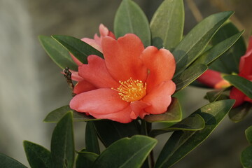 Close-up of Camellia flowers blooming