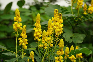 Yellow Senna alata flowers bloom in the field