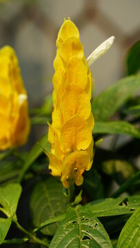 Close-up of Pachystachys lutea flower