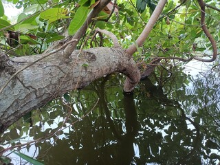 Views of the beautiful landscape of Kerala, India