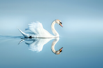 Obraz premium Graceful Swan: A serene swan gliding across calm waters, its reflection mirrored below, against a tranquil lake blue background 
