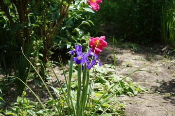 Obraz premium 初夏の菖蒲