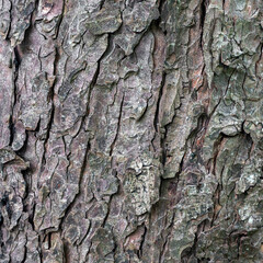 closeup of bark on old fat chestnut tree