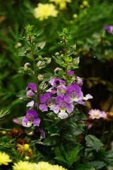 Close-up of blooming Angelonia angustifolia flower