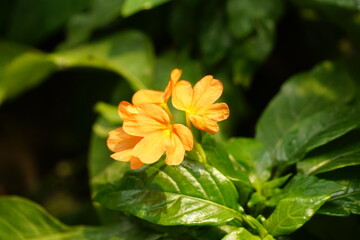 Close-up of Galphimia gracilis flower