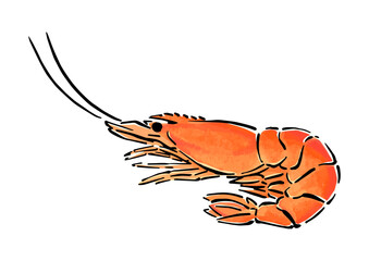 シンプルな海老（エビ）の手描き線画イラスト