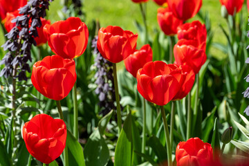 Close-up of tulips and Fritillaria Persica blooming in Carl Johans Park during early May 2024 in Norrköping, Sweden. 