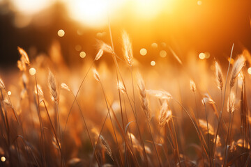 Field of green grass with dew drops on it. The grass is lush and vibrant, and the dew adds a sense of freshness and tranquility to the scene.