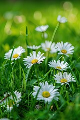 close up of daisies in the field. Selective focus