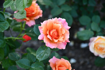 バラ「イージータイム」