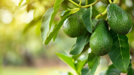 Artistic Avocado: Captivating Green Delight Isolated on White Background 