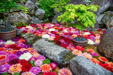 岡寺の池に浮かんだダリア/天竺牡丹の花　奈良明日香村