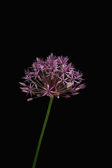 Allium flower in purple color in close-up isolated on a black background with copyspace