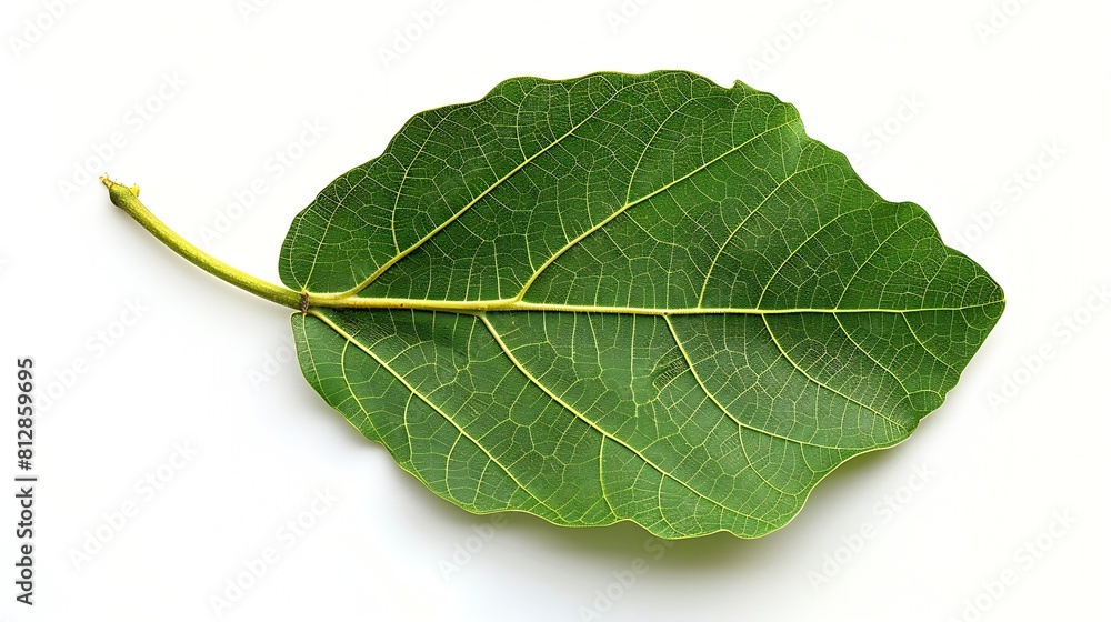 Poster top view of a green fig leaf isolated on a white background : generative ai