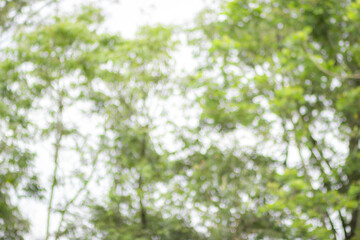 Wide blurred nature background