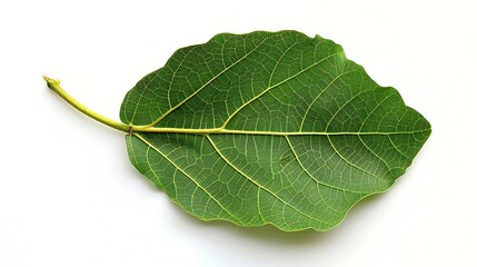 Obraz premium Top view of a green fig leaf isolated on a white background : Generative AI