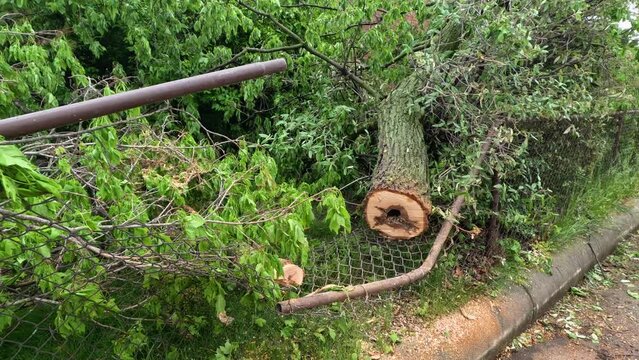 Fallen Tree Destroys Fence. Large leafy tree has fallen on a fence following severe weather, heavy wind and rain. The tree has broken the chain link fence. Slow motion views.