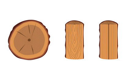 Main types of trunk cuts. Different wood patterns: transverse, tangential, radial. Horizontal vector illustration
