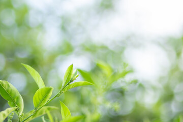 Green color blurred abstract background copy space