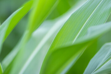 closeup corn leaf blurred green abstract background