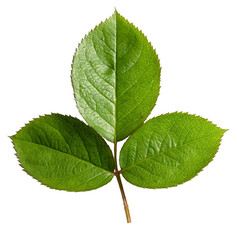 Rose leaf isolated, Cutout twig with green leaves,Nature element for banner or card decoration..