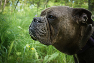 Close up of a dog outdoors