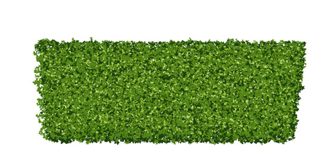 Green shrub or topiary in the shape of a trapezoid. Plant fence, hedge with leaf texture. Vector illustration isolated from the background. Evergreen boxwood fence.