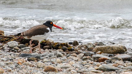 American oystercatchers foraging along a rocky shoreline during high  tide