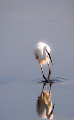 Backwater Birds Flying