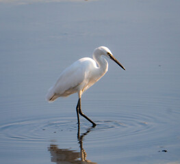 Birds in the backwaters