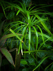 Plants and Flowers Greeny