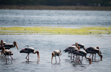 Backwater Birds Flying