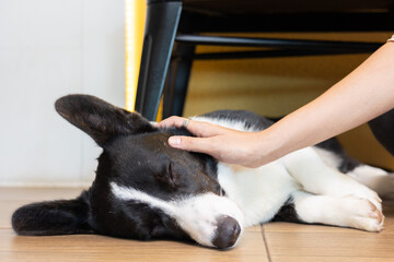 Close up Face of adorable baby Corgi dog which is sleeping on the floor with woman's hand touching...