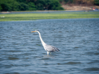 Backwater Birds Flying