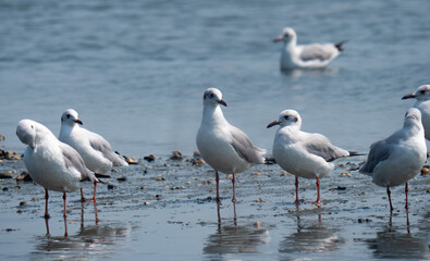 Backwater Birds Flying