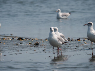 Backwater Birds Flying