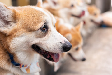 Close up head and face with blurred background of many adorable baby Corgi dogs sitting in row with blurred background shows concept of friendly pet expressing relaxation, comfort and happiness.
