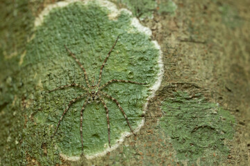 Close up and selective focus shot of spider which disguises on greenery wood bark in the forest...