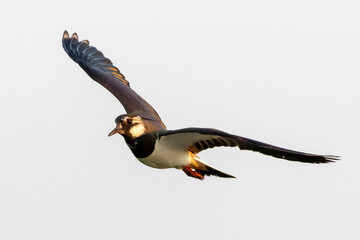 lapwing in flight