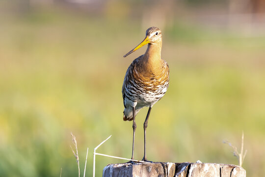 Blacktailed gotwit