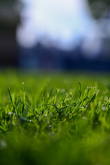 Green grass