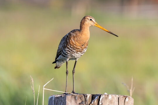 Blacktailed gotwit