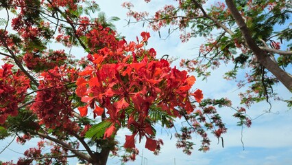 Close up of flamboyant blooming in sunny day at Mekong Delta Vietnam known as Royal poinciana or Mohur tree.