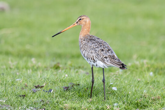 Blacktailed gotwit