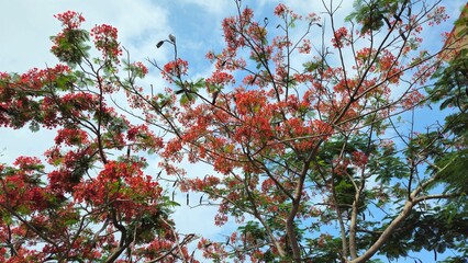 Close up of flamboyant blooming in sunny day at Mekong Delta Vietnam known as Royal poinciana or Mohur tree.