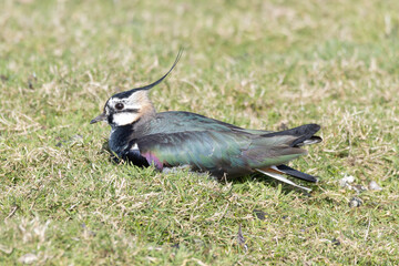 Lapwing in the flield
