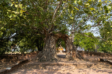 Fototapeta premium Tree door Wat Prangam ancient temple Ayutthaya Thailand