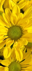 sunflower close up