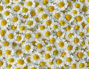 many small daisy chamomile flowers full screen close-up texture